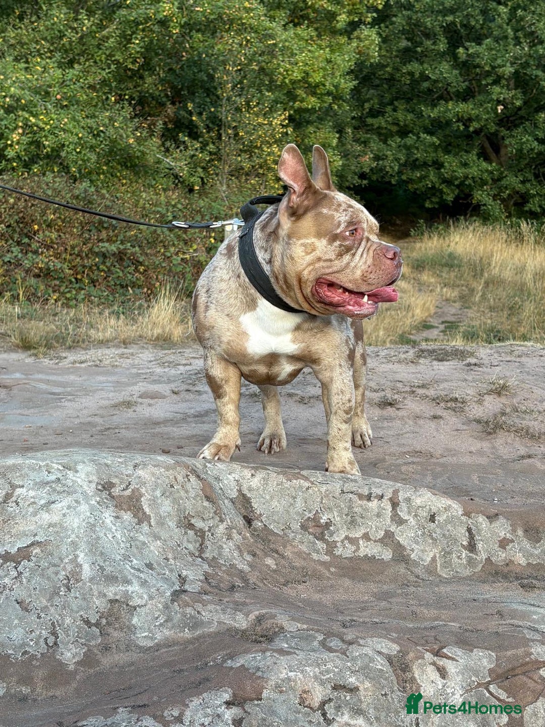 American Bulldog dogs for stud: AbkcAmericanChocolateTriMerleBULLY🇺🇸🍫🦍🧬🤩💙 - Image 2