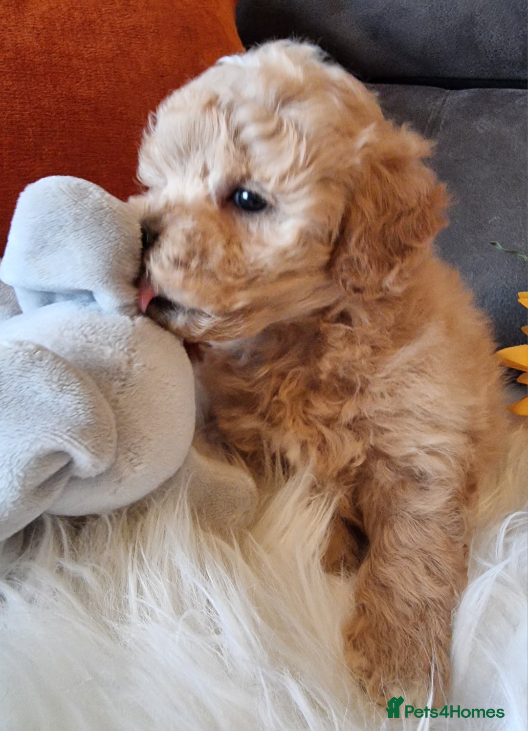 Shihpoo dogs for sale: Adorable best friend Shihpoo pups Fully Vaccinated - Advert 38