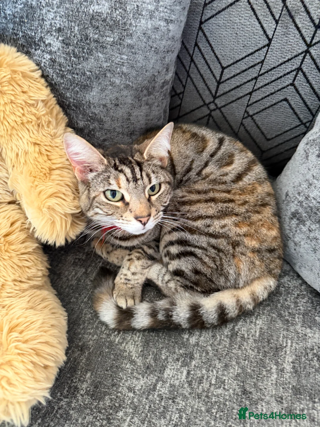 Mixed Breed cats for sale: Beautiful kitten - Advert 1