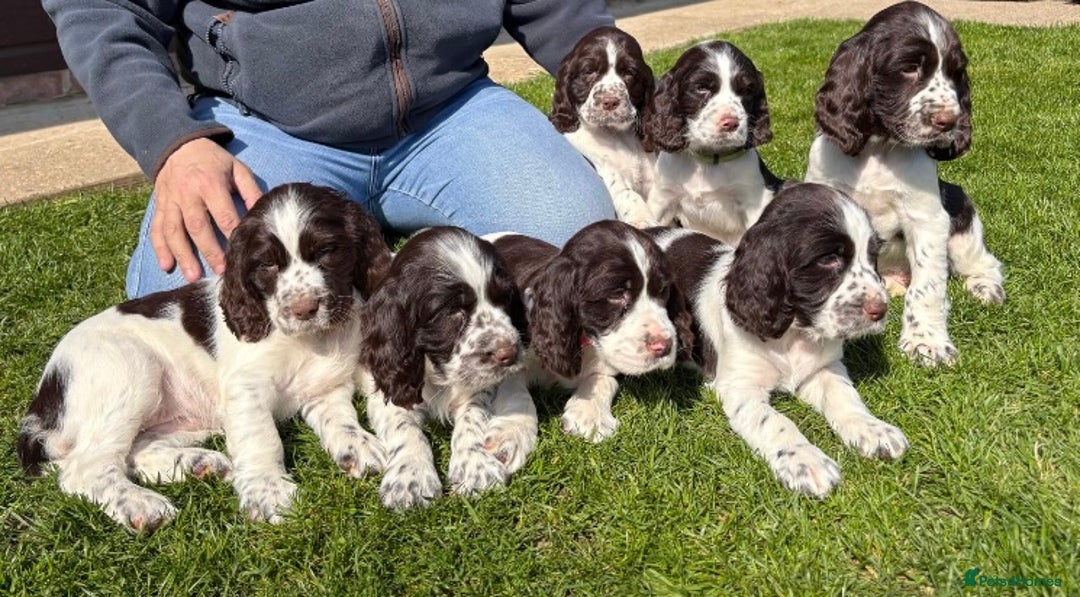 English Springer Spaniel dogs for stud: English Springer  spaniel for stud in Sidcup - Advert 6