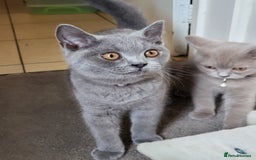 British Shorthair cats for sale: British short-hair kittens  - Image 11