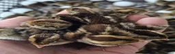 Quail poultry for sale: 12 Fresh Coturnix Quail hatching eggs  - Advert 9