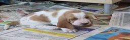Basset Hound dogs for sale: Basset hound pups kc reg.European lines - Advert 8
