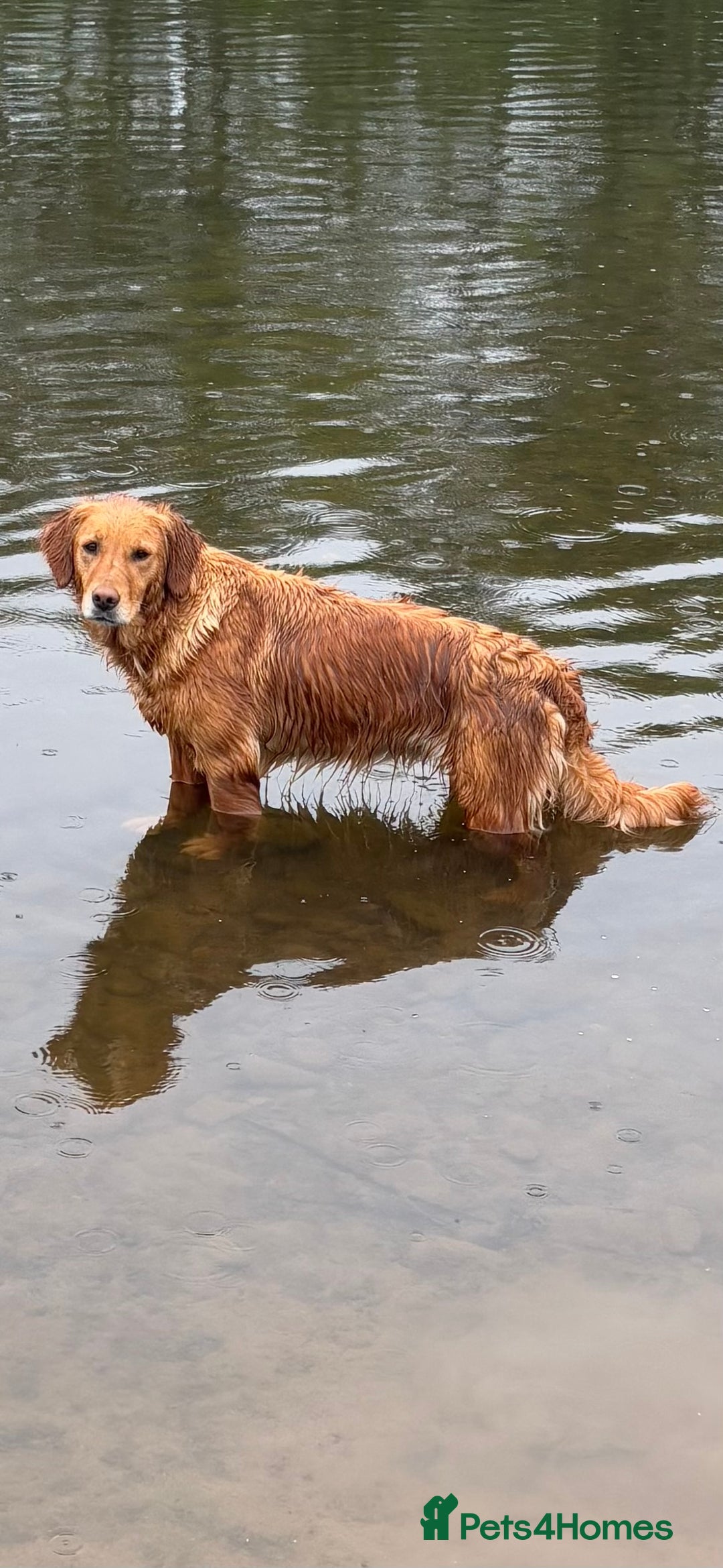 Golden Retriever dogs for sale:  Golden retriever puppies  - Advert 20