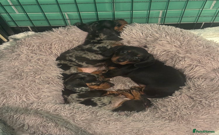 Miniature Dachshund dogs - Advert 4