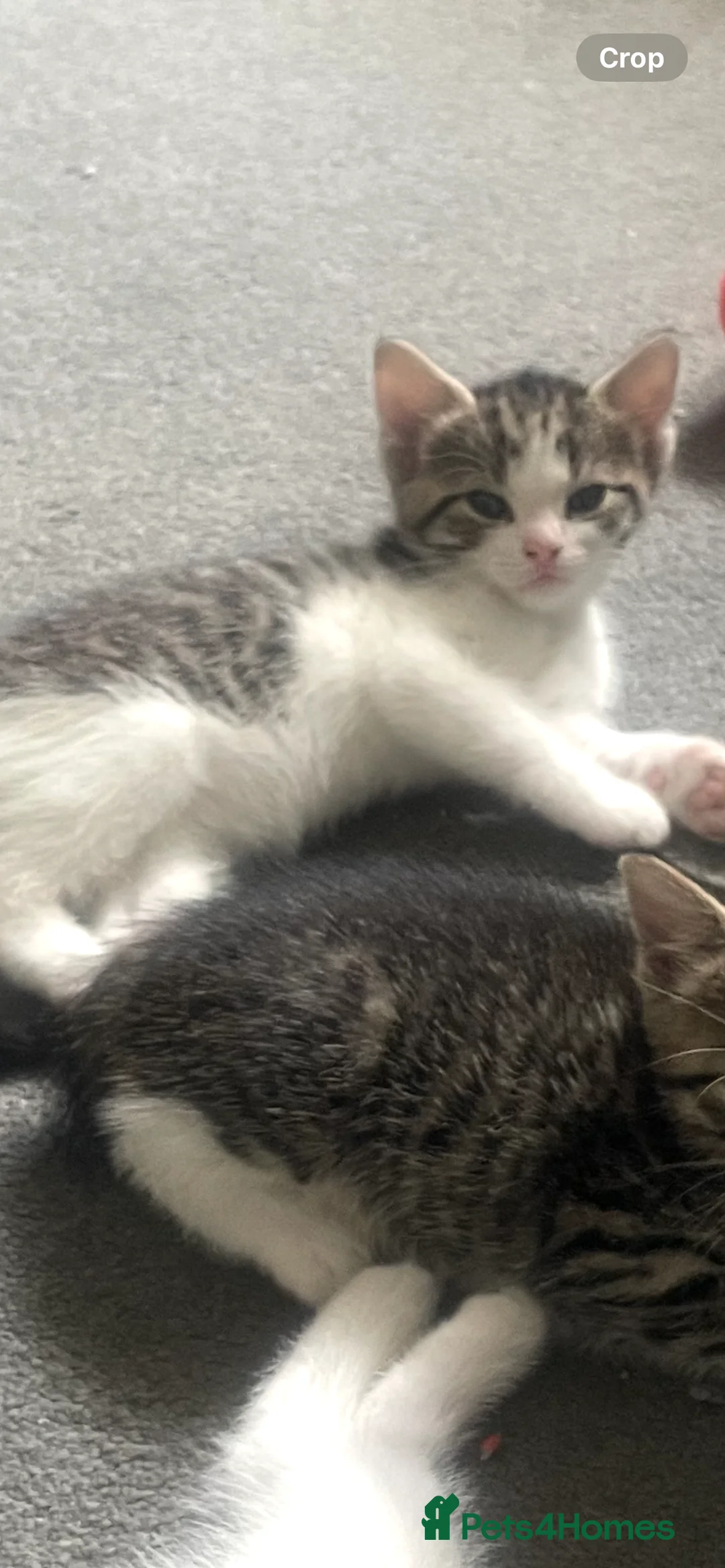 Mixed Breed cats for sale: tabby kittens - Advert 2