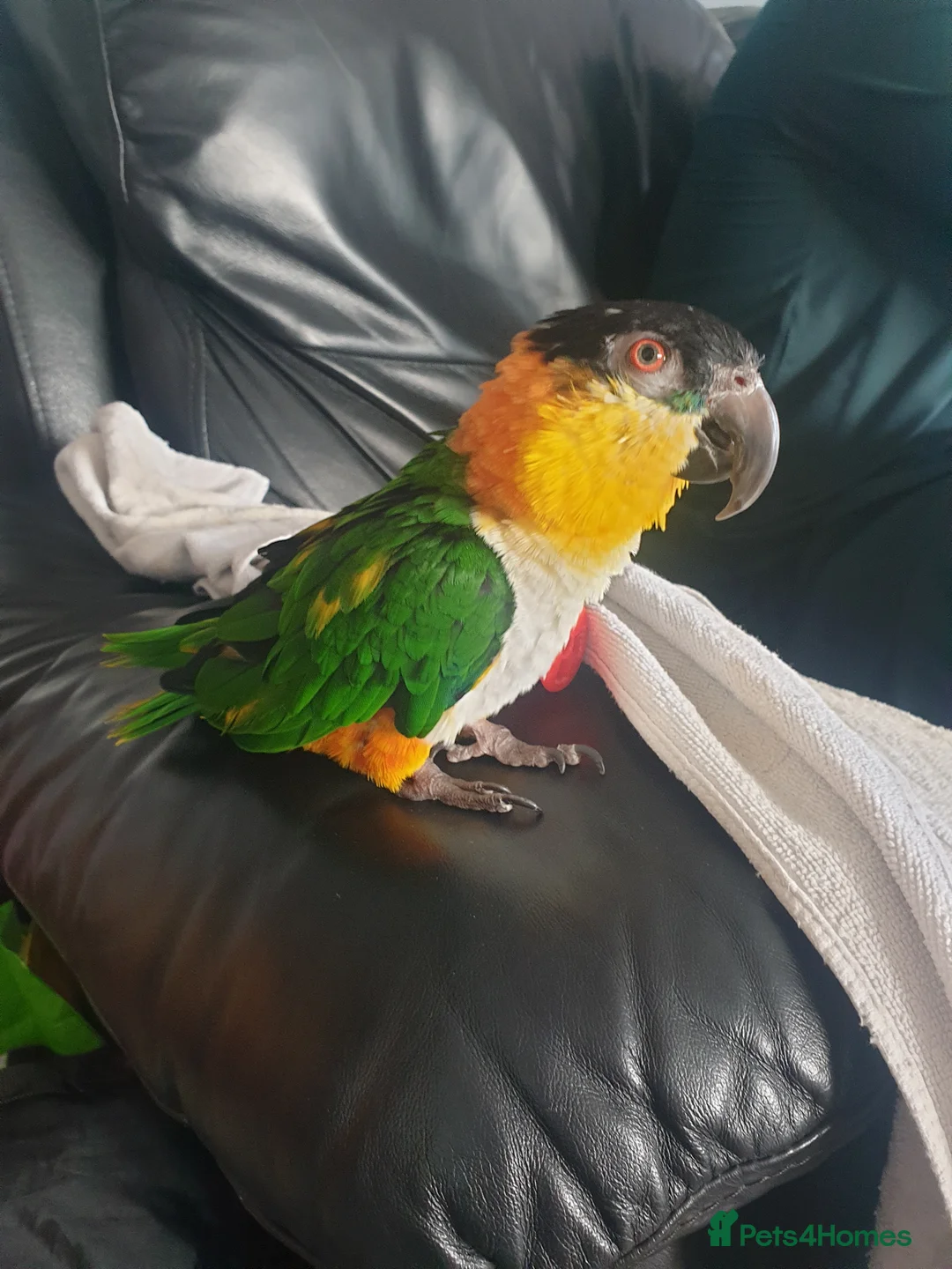 Parrots birds for sale: Black headed caique  - Advert 7