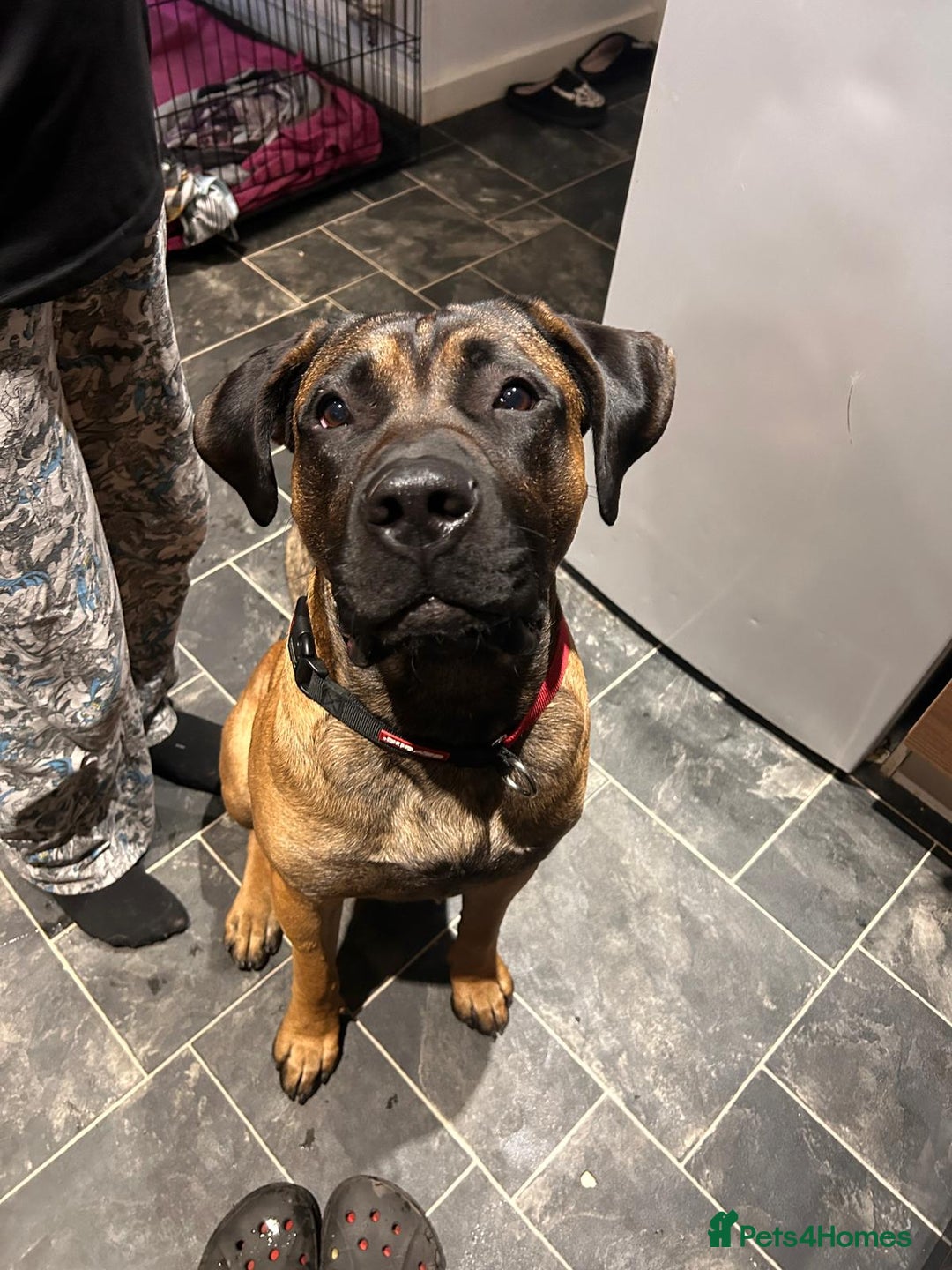Presa Canario dogs for sale: Looking for a large dog experience handler  - Image 5