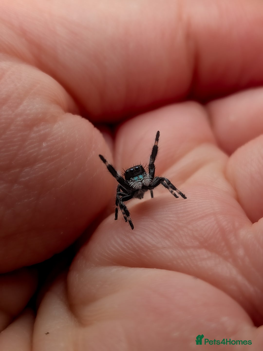 Spiders invertebrates for sale: i6 Phidippus Regius Bahamas male (randomly picked) - Image 5