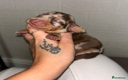 Miniature Dachshund dogs for sale: Kc true miniature dachshund  - Image 9