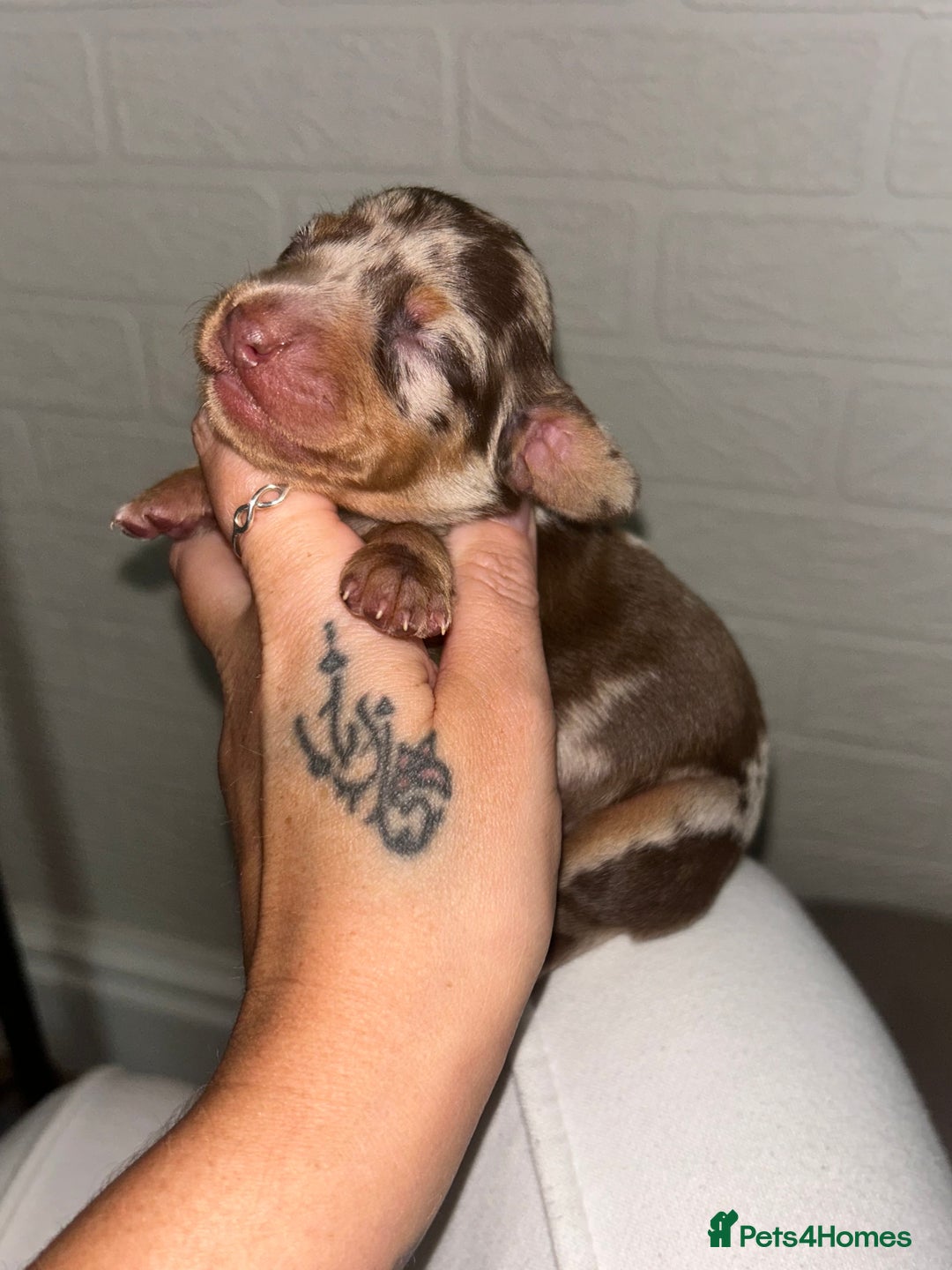 Miniature Dachshund dogs for sale: Kc true miniature dachshund  - Image 9