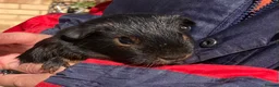 Guinea Pig rodents for sale: Pair baby purebred Black Tan brothers - Advert 5