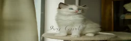 Ragdoll cats for sale: TICA championship Ragdoll Kittens  in London - Advert 11