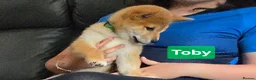 Japanese Shiba Inu dogs for sale: Foxy little shibas - Advert 25