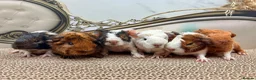 Guinea Pig rodents for sale: LOTS OF PIGGYS FOR SALE 💗 - Advert 4
