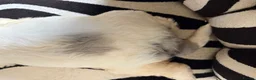 Sheepadoodle dogs for sale: Medium Sheepadoodle Blue and White  - Advert 39
