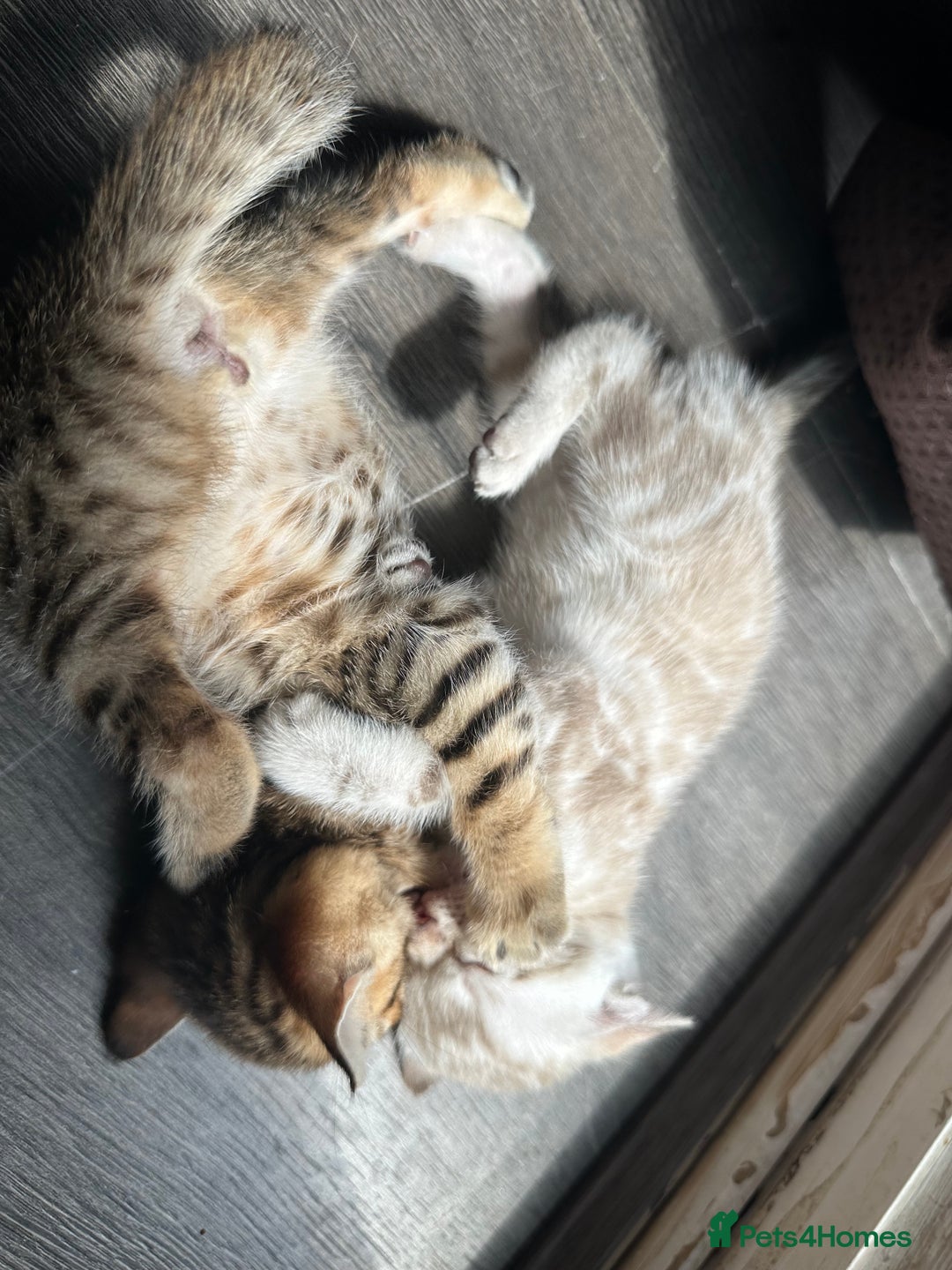 Bengal cats for sale: Snow Mink/Brown Rossette Blue Eyed Bengals - Image 32