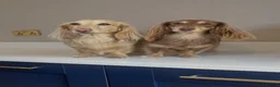 Miniature Dachshund dogs for sale: Long Haired Miniture Dachshund Puppy - Advert 2