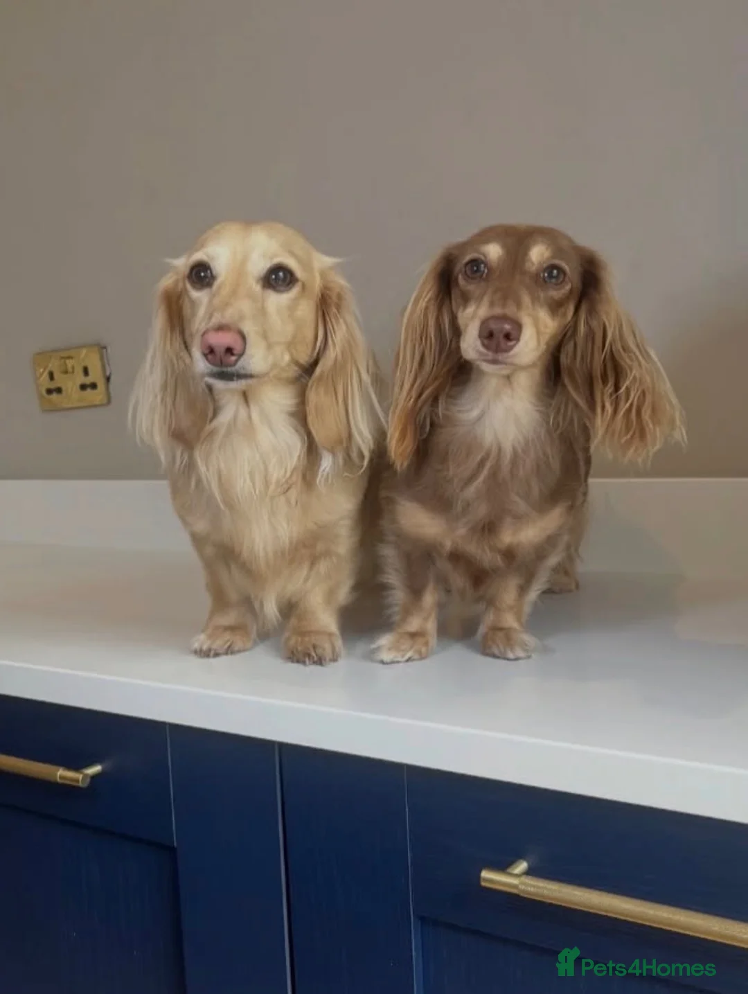 Miniature Dachshund dogs for sale: Long Haired Miniture Dachshund Puppy - Advert 2