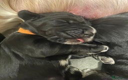 Cocker Spaniel dogs for sale: Working Cocker Spaniel Puppies - Advert 8