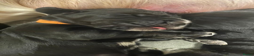 Cocker Spaniel Orange