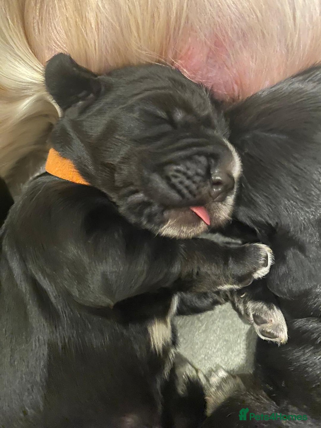 Cocker Spaniel dogs for sale: Working Cocker Spaniel Puppies - Advert 8