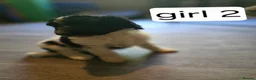 Standard Poodle dogs for sale: Stunning kc registered standard poodle puppies  - Advert 12