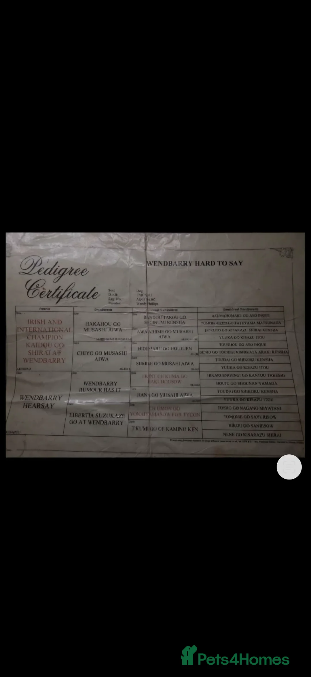 Japanese Akita Inu dogs for sale: Strong Mix Breed Akita Looking For New Home - Advert 6