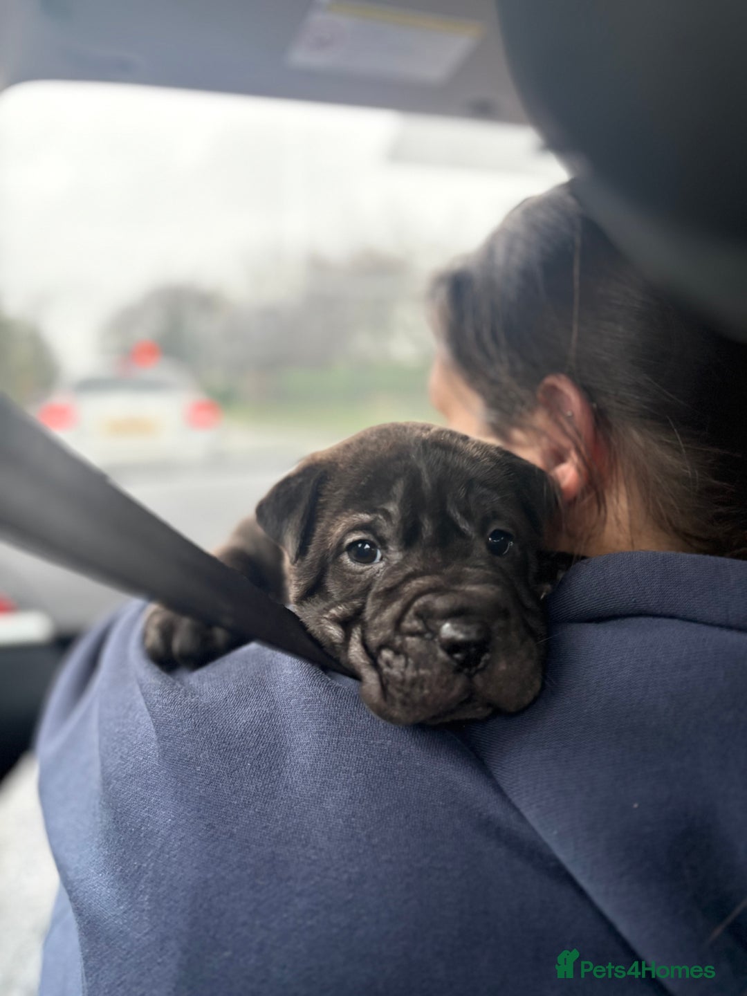 Shar Pei dogs for sale: SHARPEI PUP LAST ONE LEFT💙🐾 - Advert 4