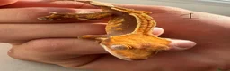 Gecko reptiles for sale:  Lilly white Crested gecko babies - Advert 3