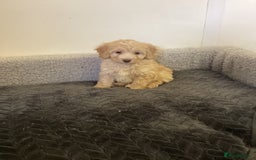 Cockapoo dogs for sale: F1 cockapoo puppies  - Image 10