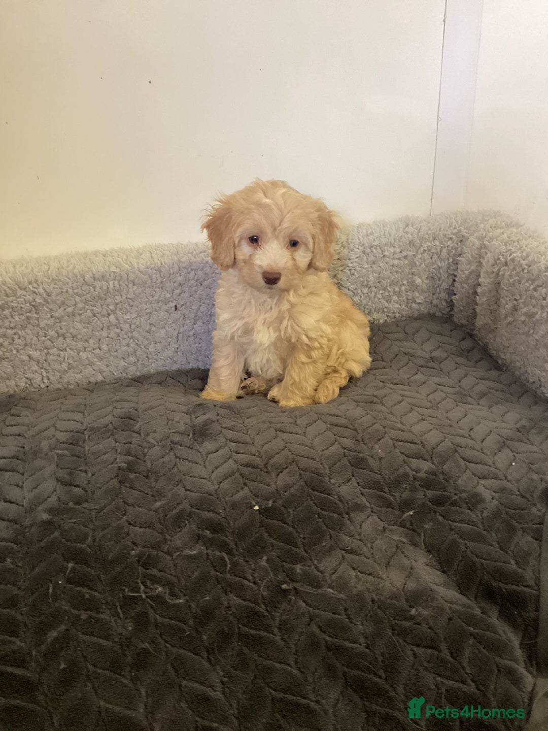 Cockapoo dogs for sale: F1 cockapoo puppies  - Image 10