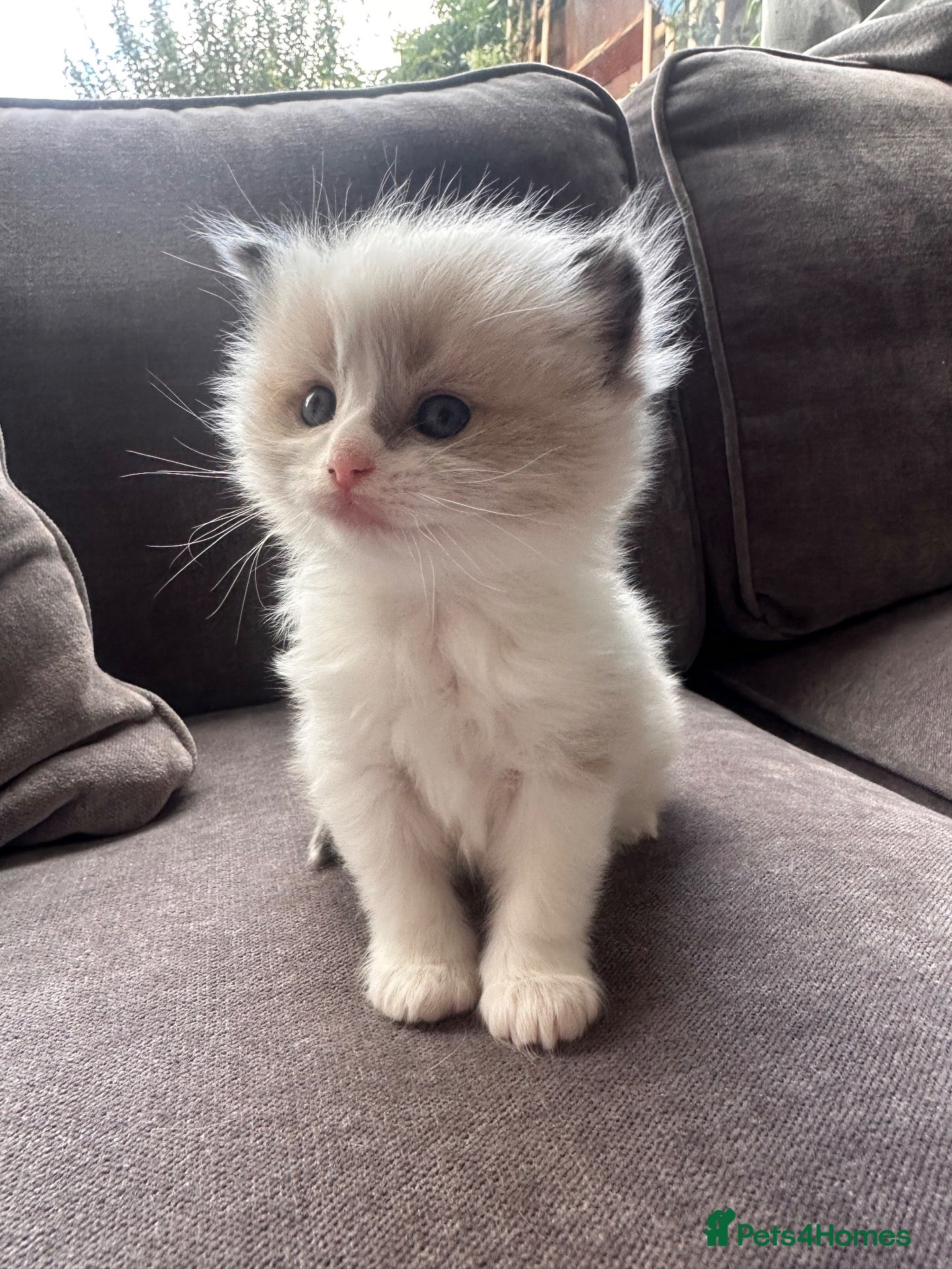 Ragdoll cats for sale: Stunning 3/4 Ragdolls Kittens - Advert 22