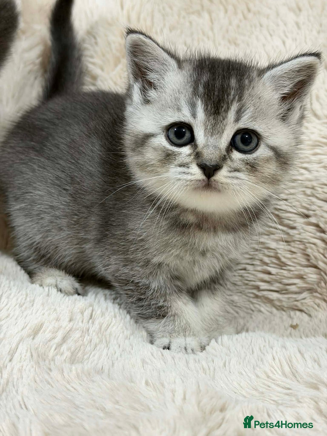 Scottish Fold cats for sale: 4 Scottish fold and British shorthair mix kittens - Advert 9