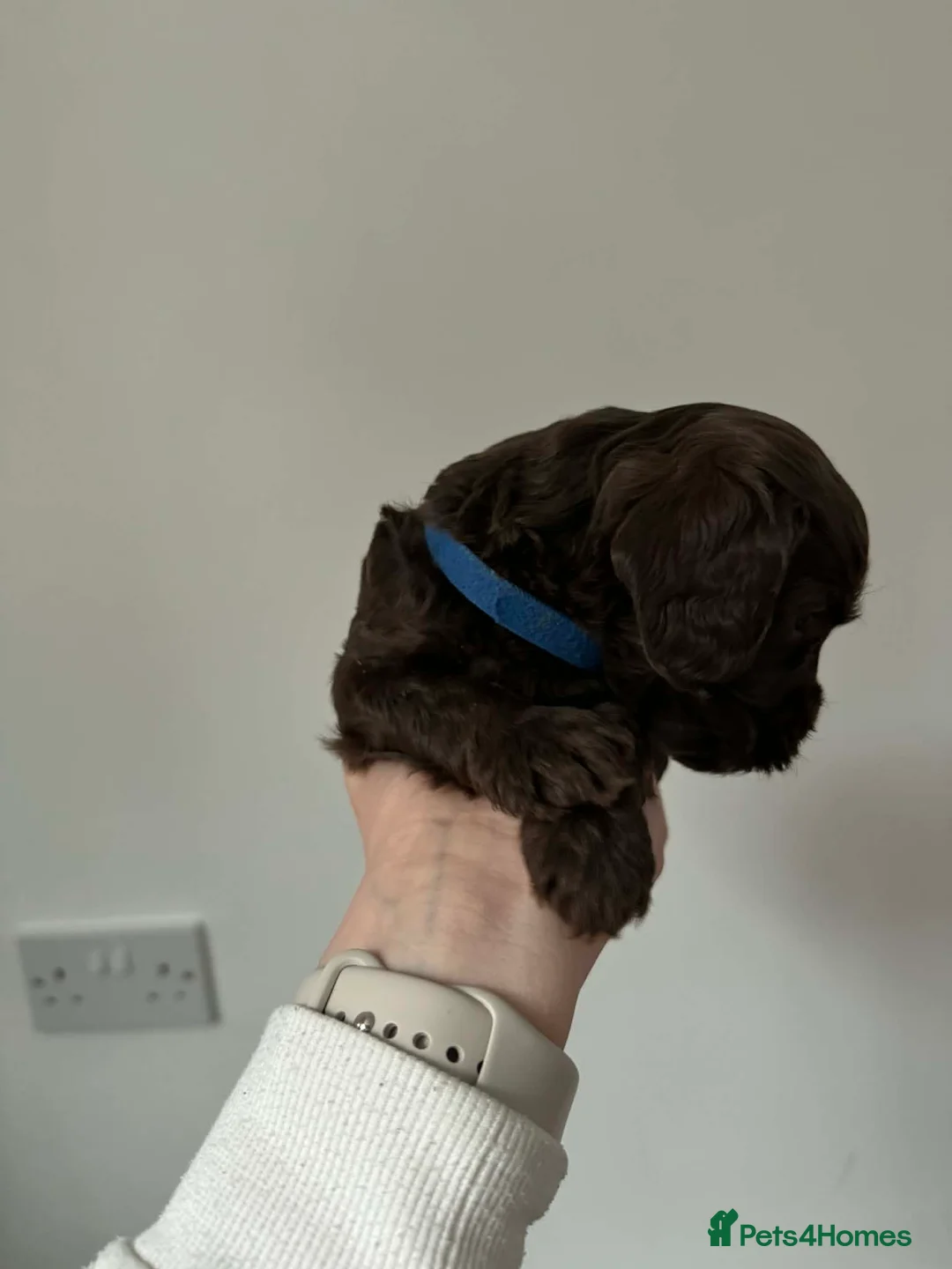 Cockapoo dogs for sale: Cockapoo f2b chocolate boys  - Advert 25