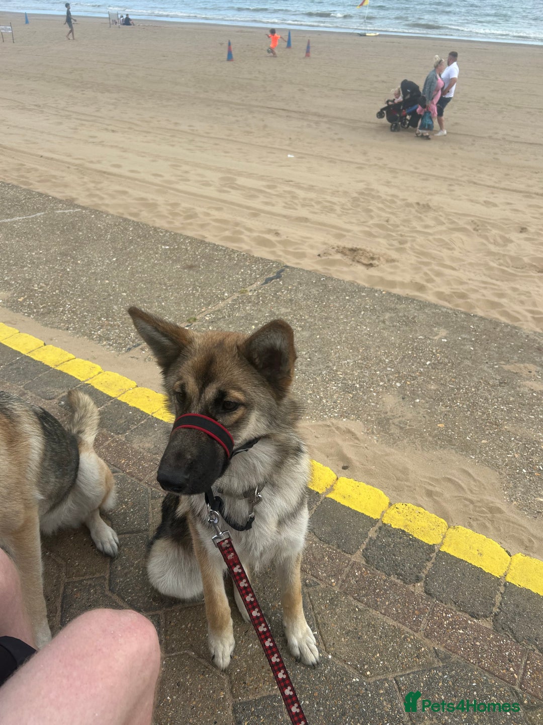 Mixed Breed dogs for sale: Alaskan shepherd  - Image 2