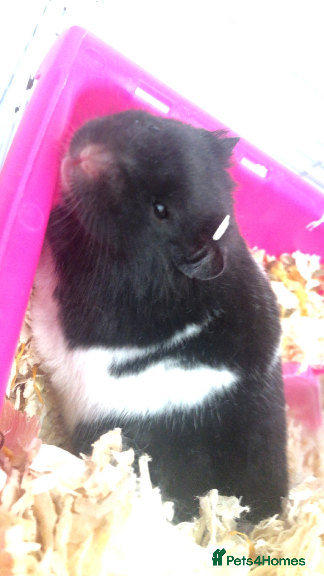 Hamster rodents for sale: Blitzo - Image 1