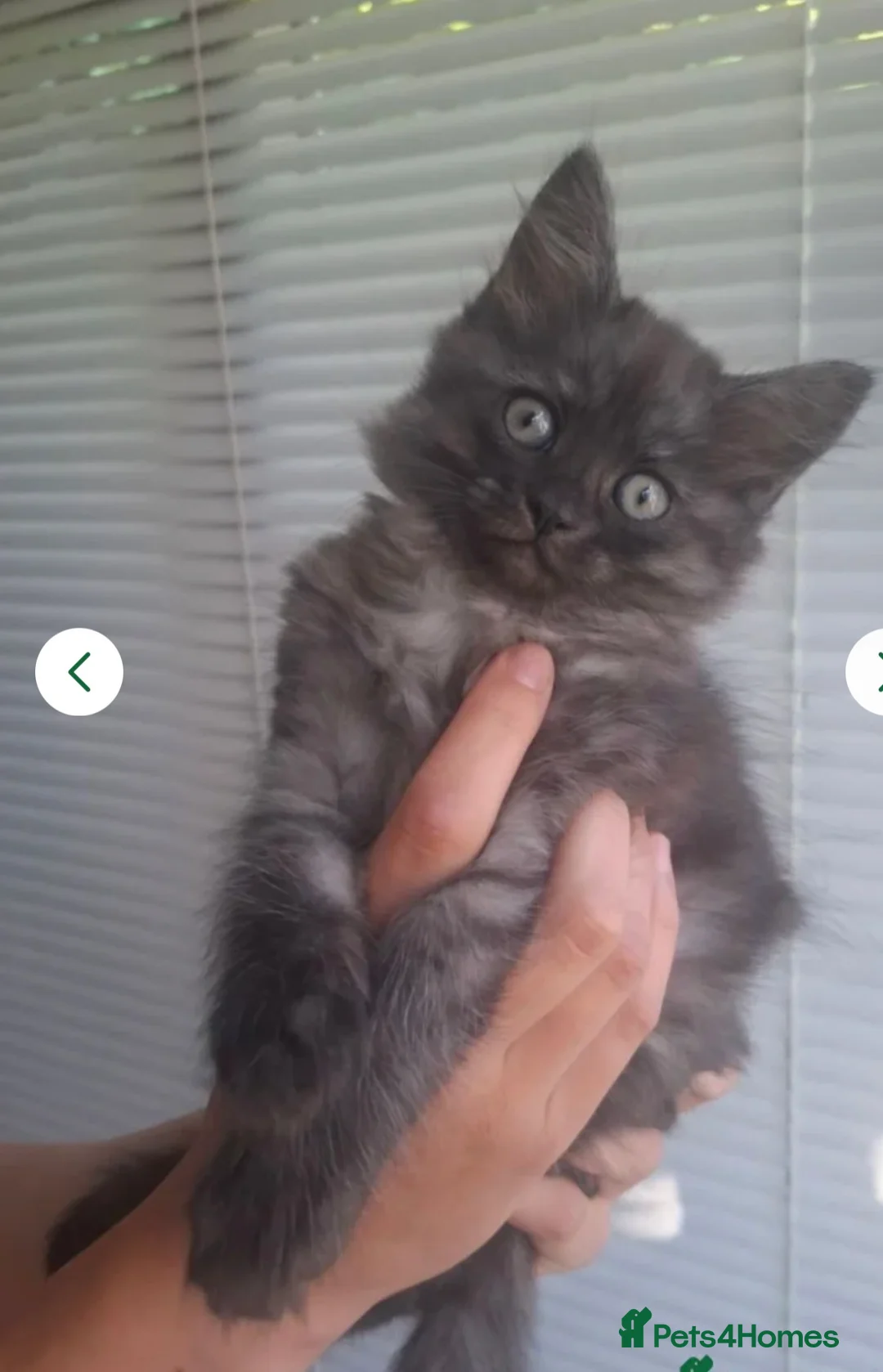 Persian cats for sale: *READY NOW *Persian x British short hair kittens  - Advert 1