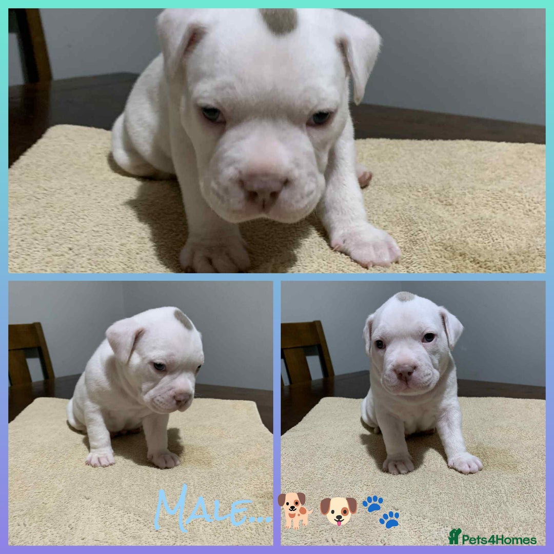 American Bully dogs for sale: Pocket American Bully Puppies - Image 6