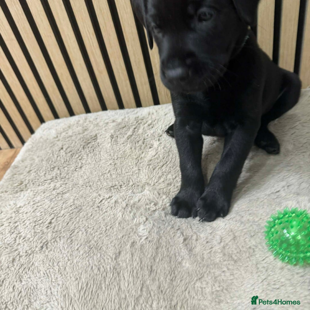Labrador Retriever dogs for sale: Beautiful Labrador puppies for sale🥰 - Advert 5
