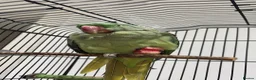 Parrots birds for sale: Kiwi 🥝  - Advert 6