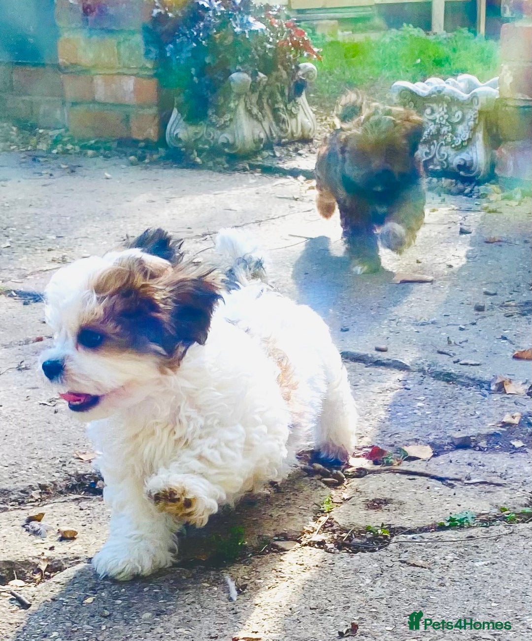 Shih Tzu dogs for sale: 🌟 HAPPY TEDDY BEAR MALSHI-POO PUPS - Image 1