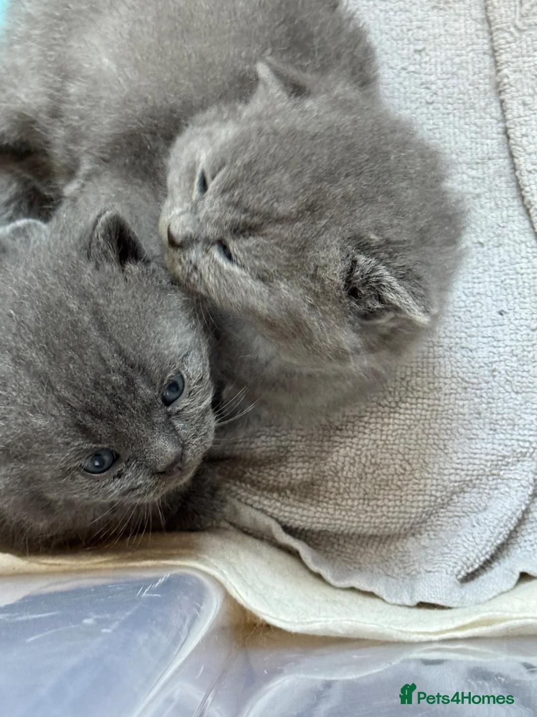 British Shorthair cats for sale: British short hair in Reading - Advert 3