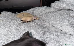 Chihuahua dogs for sale: 🩵 𝓬𝓾𝓭𝓭𝓵𝔂 𝓪𝓷𝓭 𝓹𝓵𝓪𝔂𝓯𝓾𝓵 𝓫𝓸𝔂𝓼🩵 - Image 3