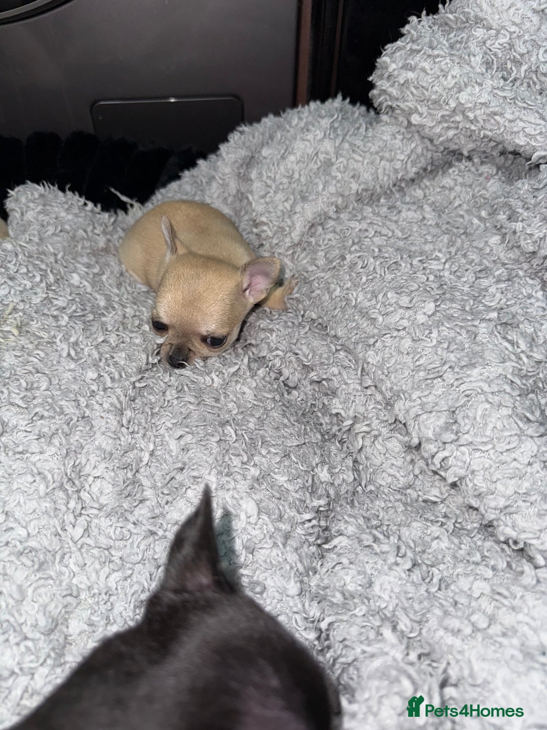 Chihuahua dogs for sale: 🩵 𝓬𝓾𝓭𝓭𝓵𝔂 𝓪𝓷𝓭 𝓹𝓵𝓪𝔂𝓯𝓾𝓵 𝓫𝓸𝔂𝓼🩵 - Image 3