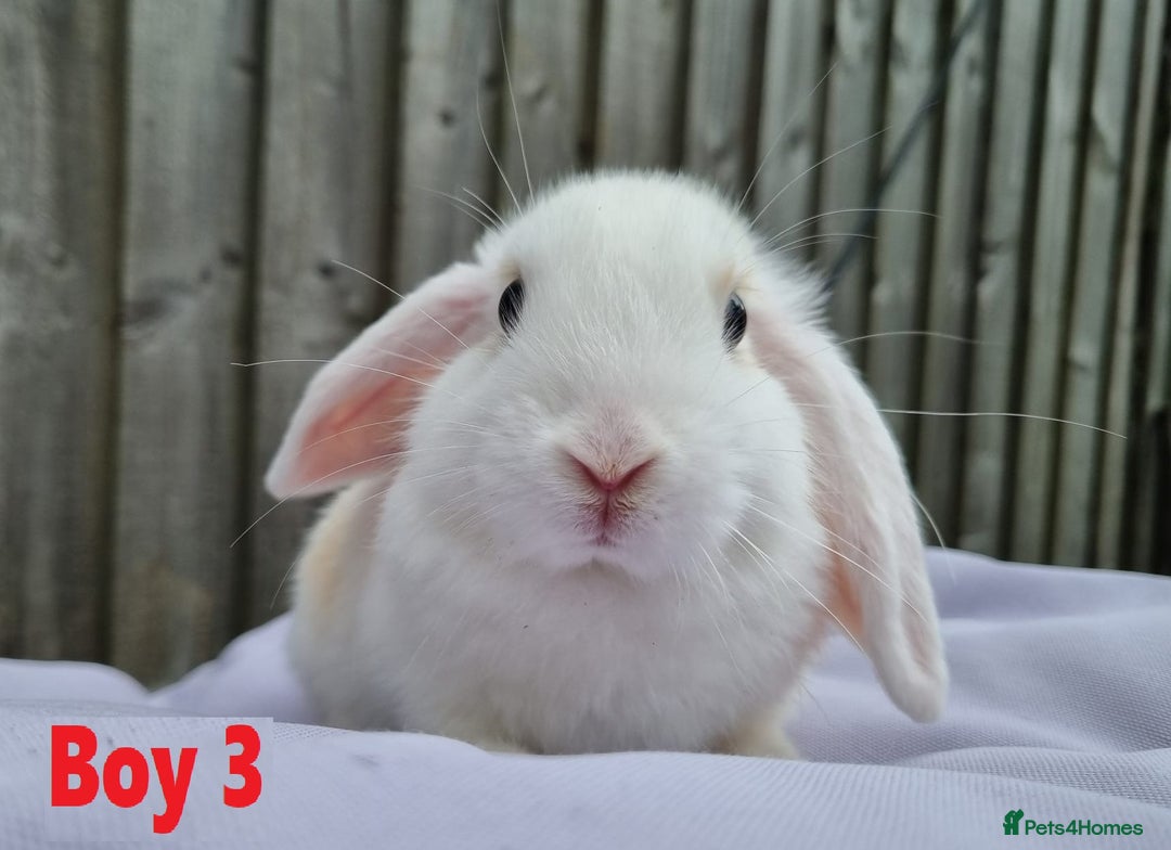 Mini Lop rabbits for sale: Gorgeous Mini Lop X French Bunnies Ready to Go! - Image 14