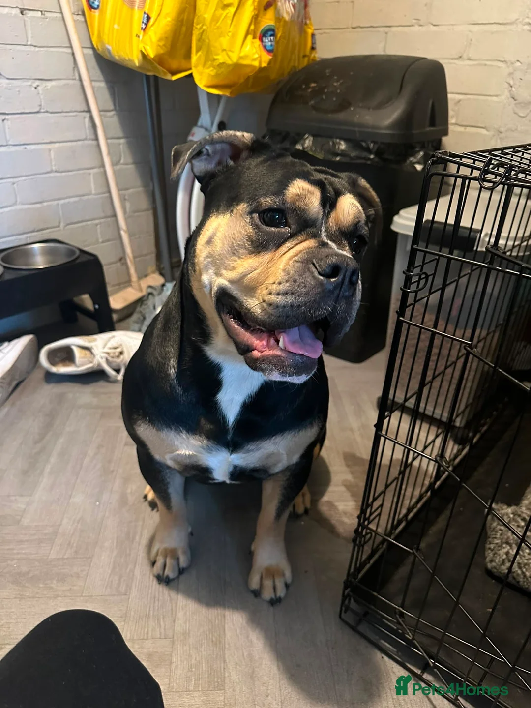 Mixed Breed dogs for sale: Sweet Rocco looking for new home - Advert 17