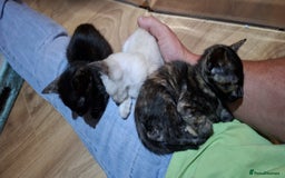 Oriental cats for sale: Beautiful GCCF registered Oriental kittens - Image 21