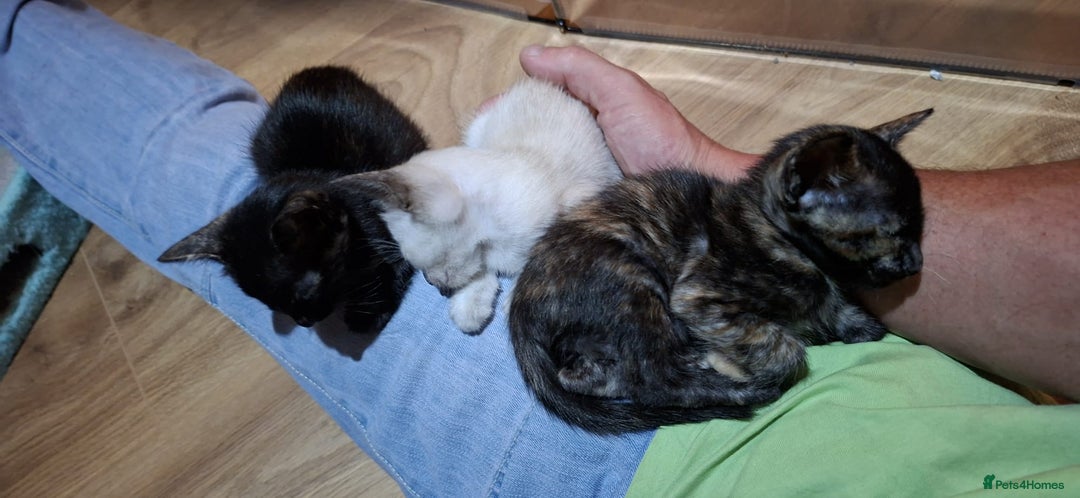 Oriental cats for sale: Beautiful GCCF registered Oriental kittens - Image 21