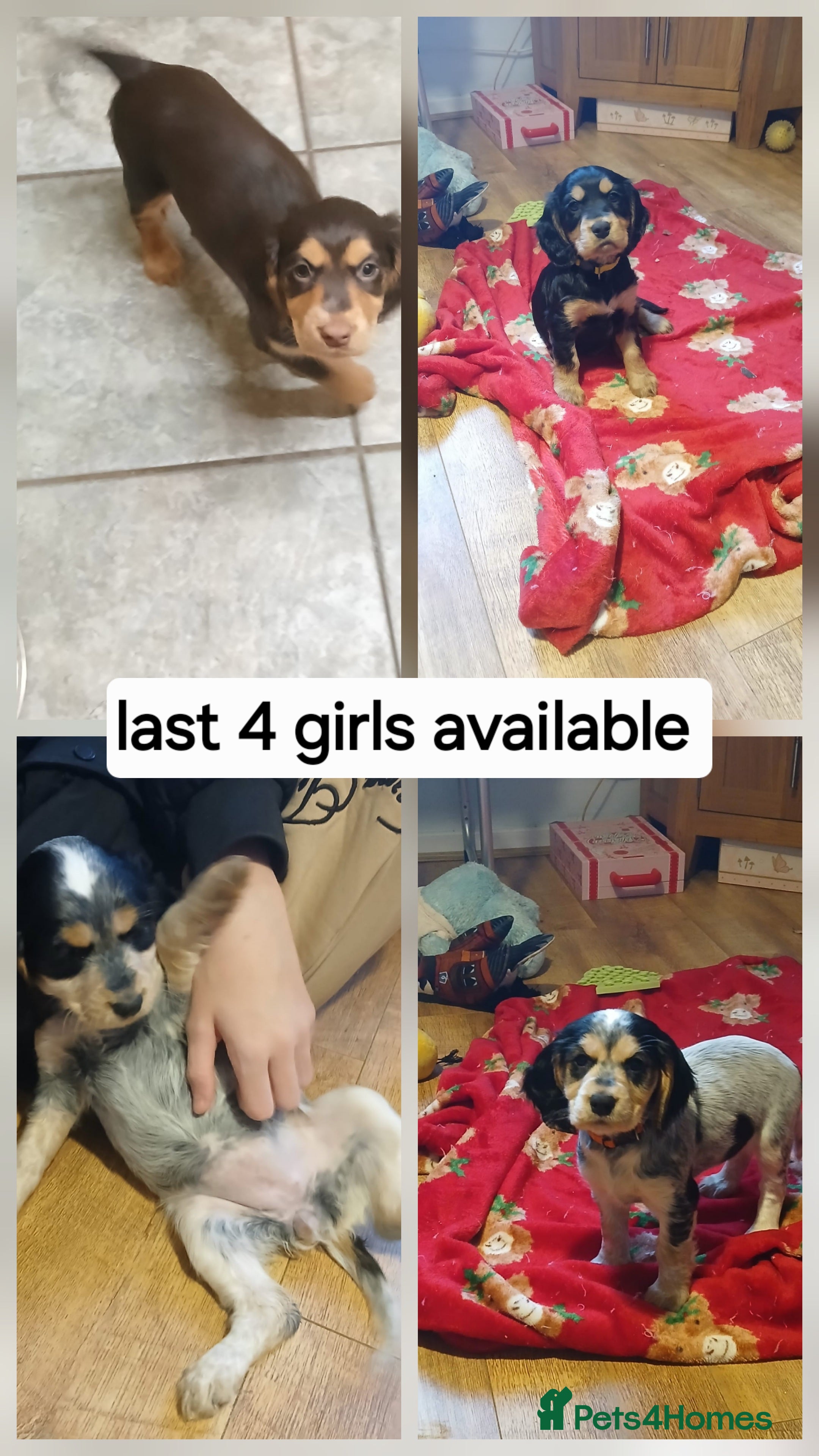 Cocker Spaniel dogs Show/Working Cocker spaniel puppies  - Advert 4